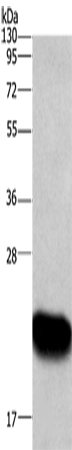 Rabbit Polyclonal Antibody to ARL4A