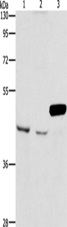 Rabbit Polyclonal Antibody to ARMCX3