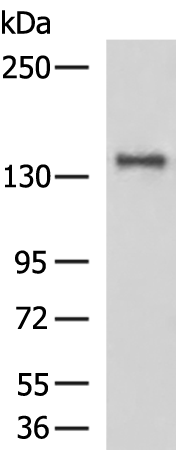 Rabbit Polyclonal Antibody to FLT3