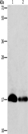 Rabbit Polyclonal Antibody to IFITM3