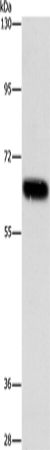 Rabbit Polyclonal Antibody to ARSF