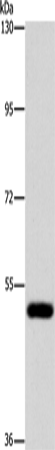Rabbit Polyclonal Antibody to ATG4C