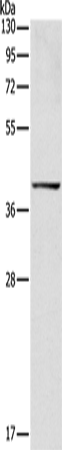 Rabbit Polyclonal Antibody to IDH3B