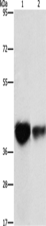 Rabbit Polyclonal Antibody to IDH3G