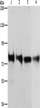 Rabbit Polyclonal Antibody to CDH6