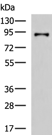 Rabbit Polyclonal Antibody to TLR2