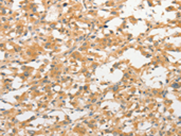 Rabbit Polyclonal Antibody to TLR3