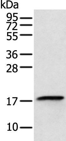 Rabbit Polyclonal Antibody to RPL26L1