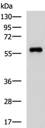 Rabbit Polyclonal Antibody to UBQLN1