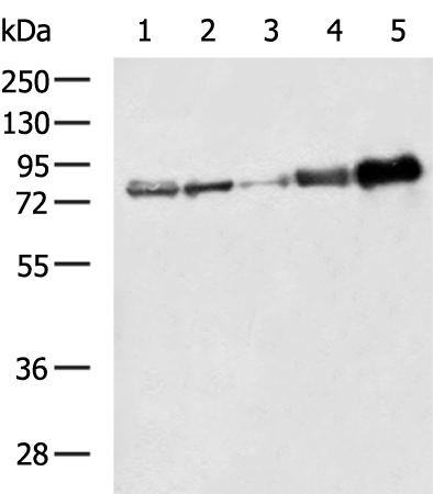 Rabbit Polyclonal Antibody to ACSL4
