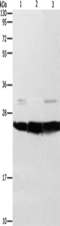 Rabbit Polyclonal Antibody to SIGMAR1