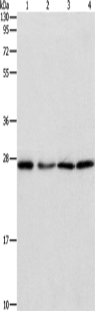 Rabbit Polyclonal Antibody to PSMB7
