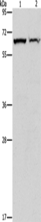 Rabbit Polyclonal Antibody to CBS