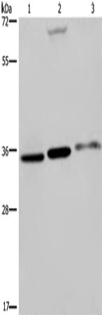 Rabbit Polyclonal Antibody to PITX2