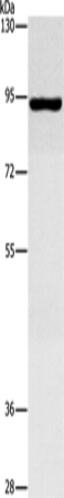 Rabbit Polyclonal Antibody to MAP4K2