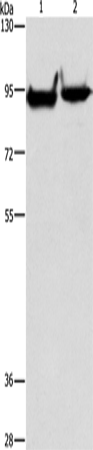 Rabbit Polyclonal Antibody to MARK1