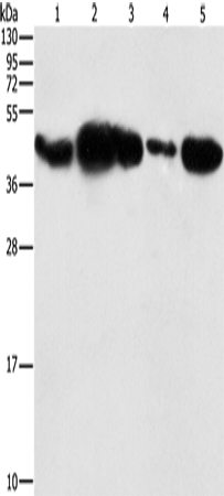 Rabbit Polyclonal Antibody to PGK2