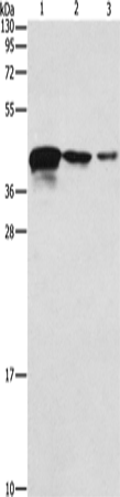 Rabbit Polyclonal Antibody to TWF2