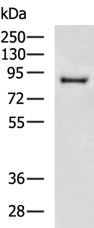 Rabbit Polyclonal Antibody to LTF
