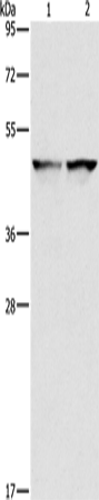 Rabbit Polyclonal Antibody to IDH1