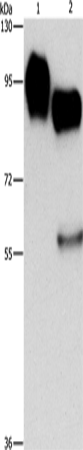 Rabbit Polyclonal Antibody to ICAM1