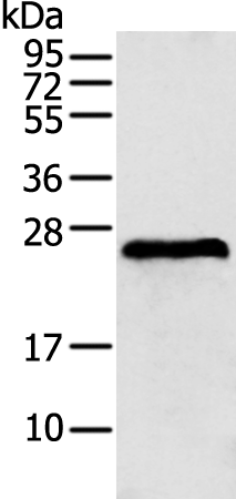 Rabbit Polyclonal Antibody to GSTA2