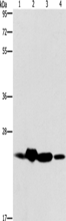 Rabbit Polyclonal Antibody to THOC7