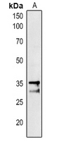 Rabbit Polyclonal Antibody to PAP1
