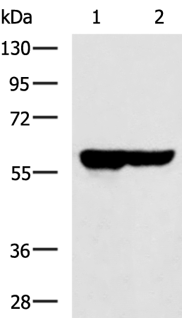 Rabbit Polyclonal Antibody to SLC22A12