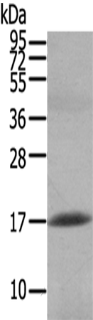 Rabbit Polyclonal Antibody to HCRT