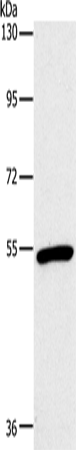Rabbit Polyclonal Antibody to OXTR