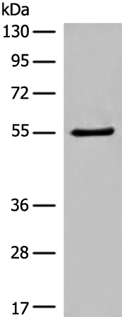 Rabbit Polyclonal Antibody to PARP3