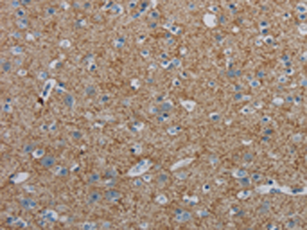 Rabbit Polyclonal Antibody to PGLYRP1