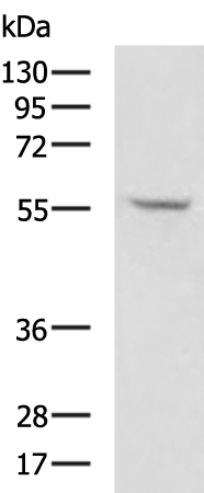 Rabbit Polyclonal Antibody to PKMYT1