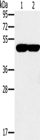 Rabbit Polyclonal Antibody to PPOX