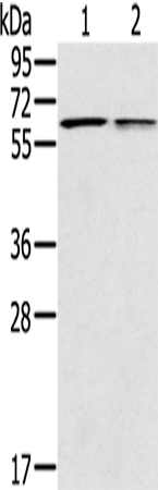 Rabbit Polyclonal Antibody to PTGER2