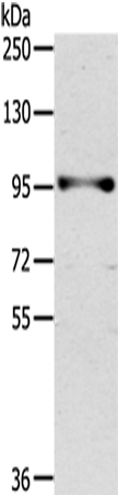Rabbit Polyclonal Antibody to PROX1