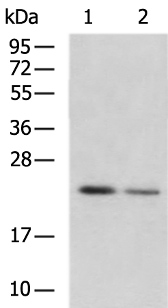 Rabbit Polyclonal Antibody to RAB8A