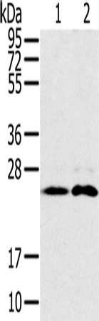 Rabbit Polyclonal Antibody to RAB14