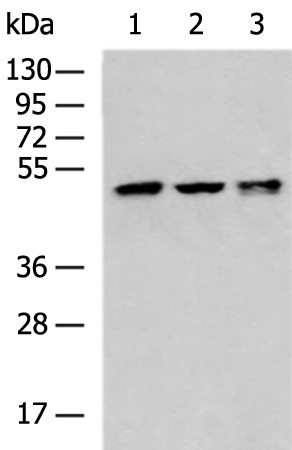 Rabbit Polyclonal Antibody to RCC1