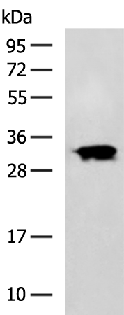Rabbit Polyclonal Antibody to RNLS