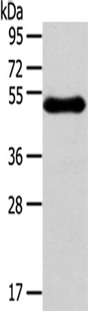 Rabbit Polyclonal Antibody to RHCE