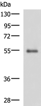Rabbit Polyclonal Antibody to RHCG