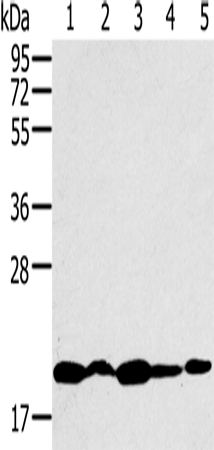 Rabbit Polyclonal Antibody to RNF5