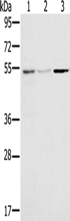 Rabbit Polyclonal Antibody to SLC39A7