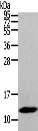 Rabbit Polyclonal Antibody to DEFB112