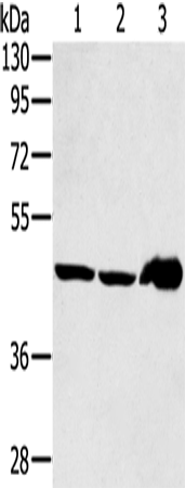 Rabbit Polyclonal Antibody to SEC14L2