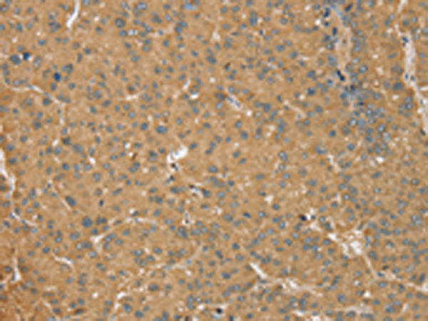 Rabbit Polyclonal Antibody to MORF4L1