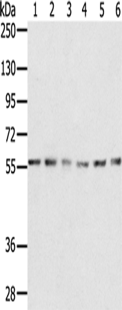 Rabbit Polyclonal Antibody to SERINC2