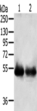 Rabbit Polyclonal Antibody to SERINC3